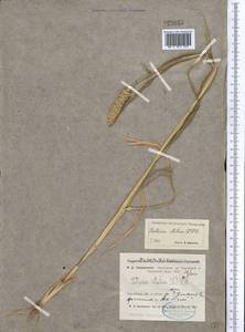 Setaria italica (L.) P.Beauv., Middle Asia, Northern & Central Kazakhstan (M10) (Kazakhstan)