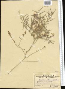 Strigosella africana (L.) Botsch., Middle Asia, Pamir & Pamiro-Alai (M2) (Uzbekistan)