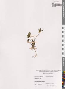 Ranunculus sceleratus L., Siberia, Chukotka & Kamchatka (S7) (Russia)