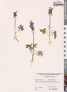 Corydalis arctica Popov, Siberia, Chukotka & Kamchatka (S7) (Russia)
