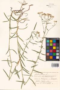 Achillea ptarmica L., Eastern Europe, Moscow region (E4a) (Russia)