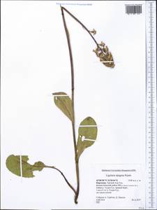 Ligularia alpigena Pojark., Middle Asia, Northern & Central Tian Shan (M4) (Kyrgyzstan)
