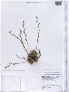 Acantholimon compactum Korovin, Middle Asia, Pamir & Pamiro-Alai (M2) (Kyrgyzstan)