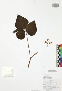 Phaseolus vulgaris L., Eastern Europe, Central region (E4) (Russia)