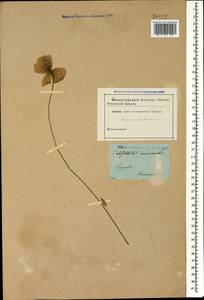 Papaver dubium L., Caucasus (no precise locality) (K0)