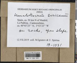 Homalothecium sericeum (Hedw.) Schimp., Bryophytes, Bryophytes - Western Europe (BEu) (Spain)