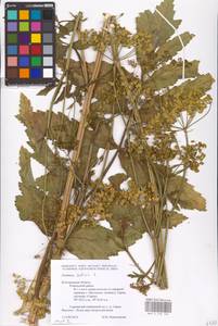 Pastinaca sativa L., Eastern Europe, Central forest-and-steppe region (E6) (Russia)