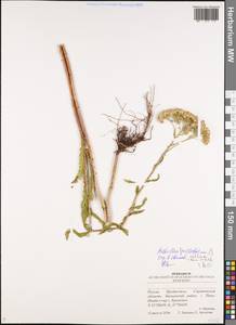 Achillea collina (Wirtg.) Becker ex Rchb., Eastern Europe, Lower Volga region (E9) (Russia)