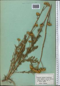 Handelia trichophylla (Schrenk ex Fisch. & C. A. Mey.) Heimerl, Middle Asia, Pamir & Pamiro-Alai (M2) (Tajikistan)
