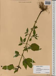 Ambrosia trifida L., Eastern Europe, Central forest region (E5) (Russia)