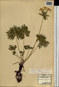 Anemonastrum narcissiflorum subsp. crinitum (Juz.) Raus, Siberia, Altai & Sayany Mountains (S2) (Russia)