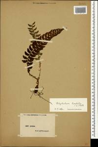 Polystichum lonchitis (L.) Roth, Crimea (KRYM) (Russia)