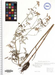 Oenanthe aquatica (L.) Poir., Eastern Europe, Eastern region (E10) (Russia)