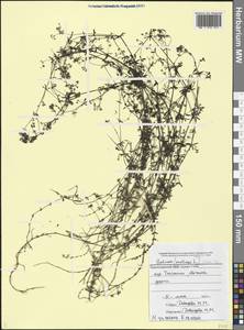 Galium palustre L., Caucasus, Black Sea Shore (from Novorossiysk to Adler) (K3) (Russia)