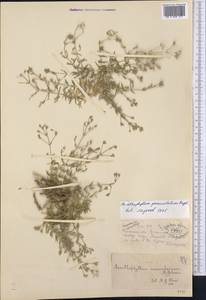 Acanthophyllum paniculatum Regel & Herd., Middle Asia, Syr-Darian deserts & Kyzylkum (M7) (Uzbekistan)