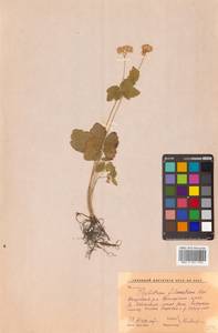 Thalictrum filamentosum Maxim., Siberia, Russian Far East (S6) (Russia)