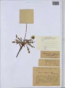 Taraxacum erythrospermum Andrz. ex Besser, Eastern Europe, Central region (E4) (Russia)