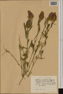 Trifolium purpureum Loisel., Western Europe (EUR) (Bulgaria)
