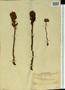 Orobanche rubi Duby, Eastern Europe, West Ukrainian region (E13) (Ukraine)