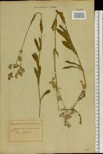 Silene vulgaris (Moench) Garcke, Eastern Europe, Rostov Oblast (E12a) (Russia)