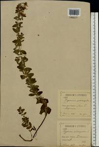 Hypericum maculatum, Eastern Europe, Middle Volga region (E8) (Russia)