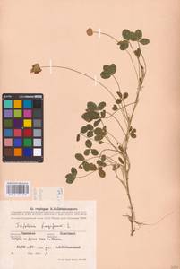 Trifolium fragiferum L., Eastern Europe, South Ukrainian region (E12) (Ukraine)