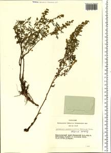 Artemisia stechmanniana Besser, Siberia, Central Siberia (S3) (Russia)