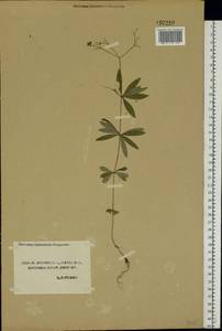 Galium odoratum (L.) Scop., Eastern Europe, Central forest-and-steppe region (E6) (Russia)