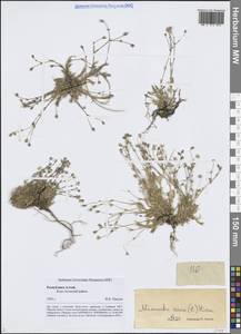 Sabulina verna subsp. verna, Siberia, Altai & Sayany Mountains (S2) (Russia)