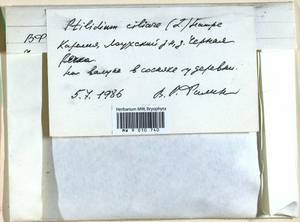 Ptilidium ciliare (L.) Hampe, Bryophytes, Bryophytes - Karelia, Leningrad & Murmansk Oblasts (B4) (Russia)