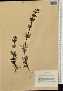 Pedicularis myriophylla Pall., Siberia, Altai & Sayany Mountains (S2) (Russia)