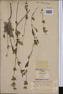 Salvia officinalis L., Western Europe (EUR) (France)