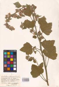 Althaea officinalis L., Eastern Europe, Lower Volga region (E9) (Russia)