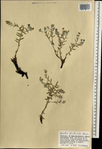 Arnebia fimbriata Maxim., Mongolia (MONG) (Mongolia)