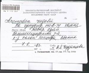 Anomodontopsis rugelii (Müll. Hal.) Ignatov & Fedosov, Bryophytes, Bryophytes - Russian Far East (excl. Chukotka & Kamchatka) (B20) (Russia)