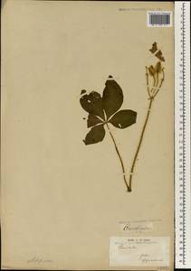 Convolvulus, Africa (AFR) (Gabon)