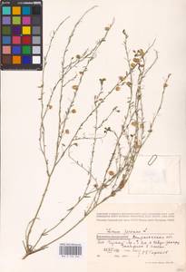 Linum perenne L., Eastern Europe, Lower Volga region (E9) (Russia)