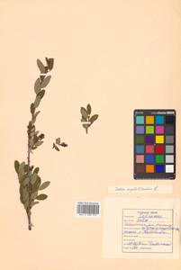 Salix myrtilloides L., Siberia, Russian Far East (S6) (Russia)