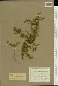 Amaranthus albus L., Eastern Europe, South Ukrainian region (E12) (Ukraine)