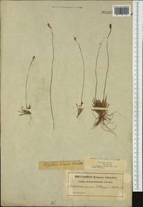 Tofieldia pusilla (Michx.) Pers., Western Europe (EUR) (Sweden)