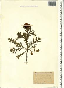 Glaucium corniculatum (L.) Rudolph, Caucasus, Stavropol Krai, Karachay-Cherkessia & Kabardino-Balkaria (K1b) (Russia)