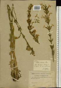 Silene viscosa (L.) Pers., Eastern Europe, Moscow region (E4a) (Russia)