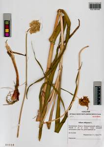 Allium obliquum L., Siberia, Altai & Sayany Mountains (S2) (Russia)
