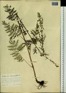 Artemisia tanacetifolia L., Siberia, Russian Far East (S6) (Russia)