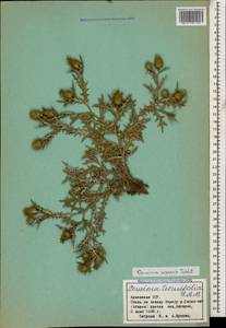 Cousinia armena Takht., Caucasus, Armenia (K5) (Armenia)