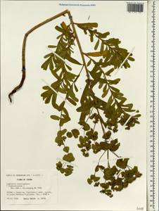 Euphorbia sieboldiana C.Morren & Decne., South Asia, South Asia (Asia outside ex-Soviet states and Mongolia) (ASIA) (China)