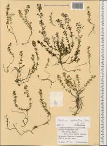 Galium anfractum Sommier & Levier, Caucasus, North Ossetia, Ingushetia & Chechnya (K1c) (Russia)