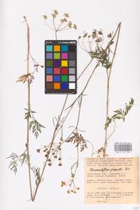 Chaerophyllum prescottii DC., Eastern Europe, Lower Volga region (E9) (Russia)