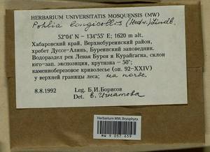 Pohlia longicolla (Hedw.) Lindb., Bryophytes, Bryophytes - Russian Far East (excl. Chukotka & Kamchatka) (B20) (Russia)