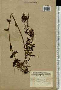 Hypericum hirsutum L., Eastern Europe, South Ukrainian region (E12) (Ukraine)